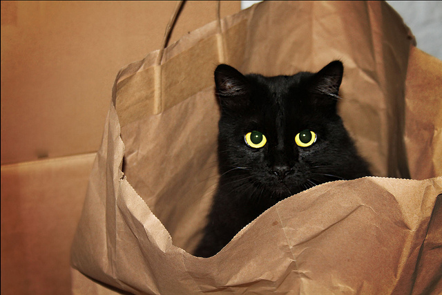 A black cat in a bag