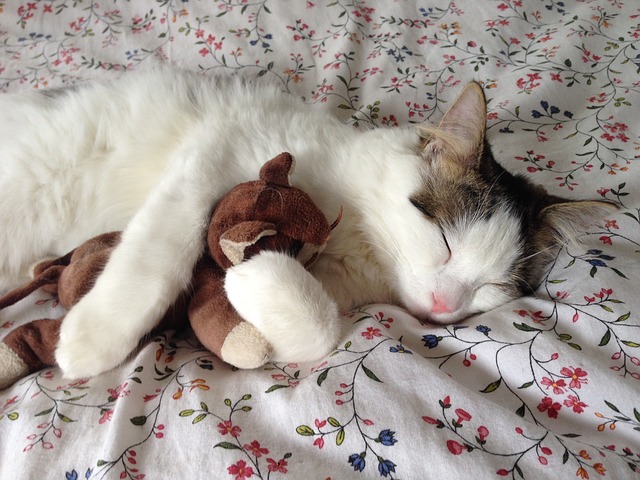 A cat hugs a toy kitten